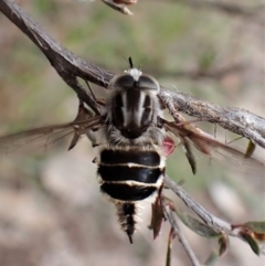 Trichophthalma laetilinea at Cook, ACT - 18 Oct 2022