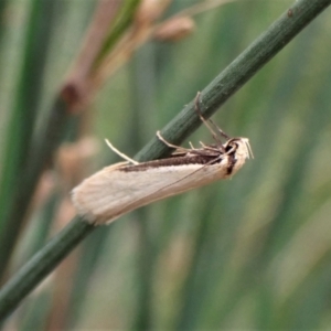 Philobota xiphostola at Cook, ACT - 20 Oct 2022 11:41 AM