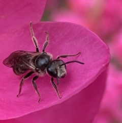 Lasioglossum (Chilalictus) lanarium (Halictid bee) at Parkes, ACT - 19 Oct 2022 by AJB