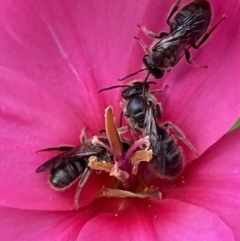 Lasioglossum (Chilalictus) lanarium at Parkes, ACT - 19 Oct 2022