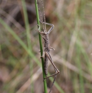 Zaprochilus australis at Aranda, ACT - 18 Oct 2022 03:29 PM