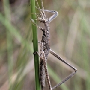 Zaprochilus australis at Aranda, ACT - 18 Oct 2022