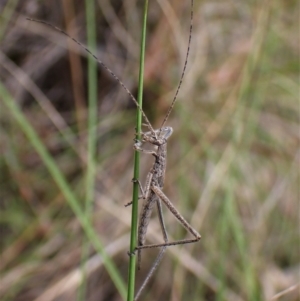 Zaprochilus australis at Aranda, ACT - 18 Oct 2022