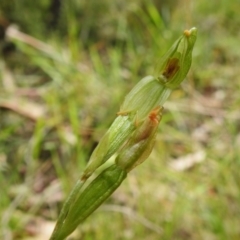 Bunochilus montanus (ACT) = Pterostylis jonesii (NSW) at Paddys River, ACT - suppressed