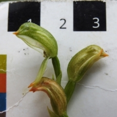 Bunochilus montanus (ACT) = Pterostylis jonesii (NSW) at Paddys River, ACT - suppressed