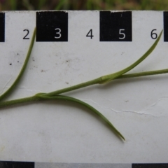 Bunochilus montanus (ACT) = Pterostylis jonesii (NSW) at Paddys River, ACT - suppressed