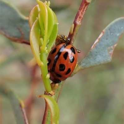 Peltoschema basicollis (Leaf beetle) at Cook, ACT - 18 Oct 2022 by CathB