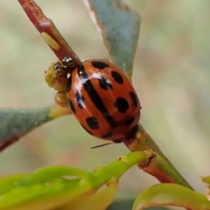 Peltoschema basicollis at Cook, ACT - 18 Oct 2022 04:13 PM