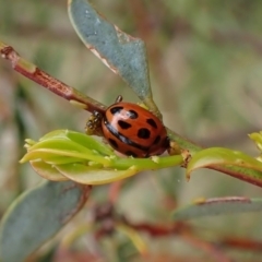 Peltoschema basicollis at Cook, ACT - 18 Oct 2022 04:13 PM