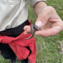 Hemiergis talbingoensis (Three-toed Skink) at Gungahlin, ACT - 20 Oct 2022 by teeniiee