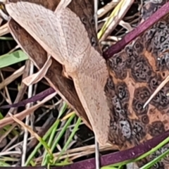 Scopula (genus) (A wave moth) at Gundaroo, NSW - 19 Oct 2022 by Gunyijan