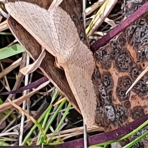 Scopula (genus) at Gundaroo, NSW - 19 Oct 2022 02:52 PM