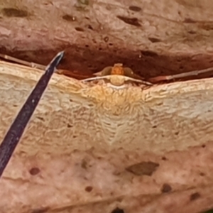 Scopula (genus) at Gundaroo, NSW - 19 Oct 2022 02:52 PM