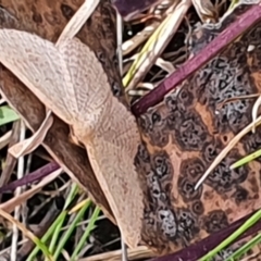 Scopula (genus) at Gundaroo, NSW - 19 Oct 2022 02:52 PM