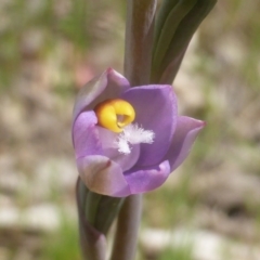 Thelymitra sp. (pauciflora complex) (Sun Orchid) at Jerrabomberra, ACT - 19 Oct 2022 by Mike