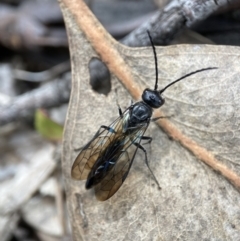 Tiphiinae sp. (sub-family) at Kowen, ACT - 17 Oct 2022