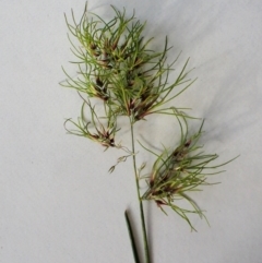 Poa bulbosa (Bulbous Meadow-grass) at Cook, ACT - 14 Oct 2022 by CathB