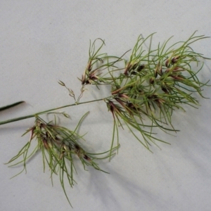 Poa bulbosa at Cook, ACT - 14 Oct 2022