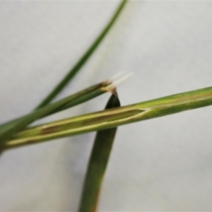 Poa bulbosa at Cook, ACT - 14 Oct 2022