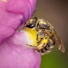 Lasioglossum (Chilalictus) sp. (genus & subgenus) (Halictid bee) at Weston, ACT - 19 Oct 2022 by Kenp12