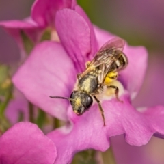 Lasioglossum (Chilalictus) sp. (genus & subgenus) at Weston, ACT - 19 Oct 2022