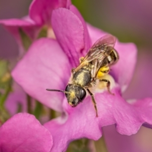 Lasioglossum (Chilalictus) sp. (genus & subgenus) at Weston, ACT - 19 Oct 2022