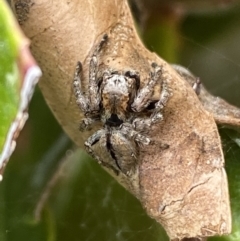 Servaea narraweena (A jumping spider) at Jerrabomberra, NSW - 20 Oct 2022 by Steve_Bok