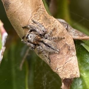 Servaea narraweena at Jerrabomberra, NSW - suppressed