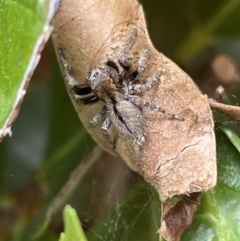 Servaea narraweena at Jerrabomberra, NSW - suppressed