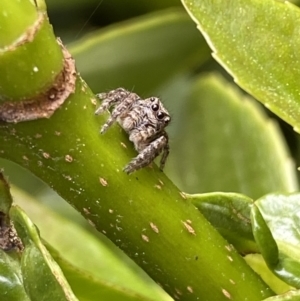 Servaea villosa at Jerrabomberra, NSW - 20 Oct 2022