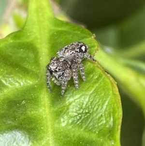 Servaea villosa at Jerrabomberra, NSW - 20 Oct 2022