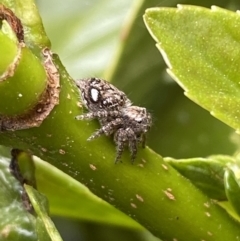 Servaea villosa at Jerrabomberra, NSW - 20 Oct 2022