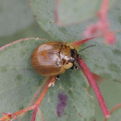 Paropsisterna nucea (A leaf beetle) at Booth, ACT - 19 Oct 2022 by RAllen