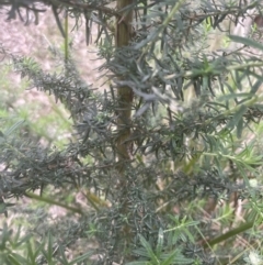 Cassinia aculeata subsp. aculeata (Dolly Bush, Common Cassinia, Dogwood) at Aranda, ACT - 20 Oct 2022 by lbradley