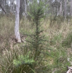 Cassinia aculeata subsp. aculeata at Aranda, ACT - 20 Oct 2022