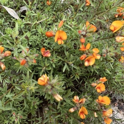 Pultenaea subspicata (Low Bush-pea) at Hackett, ACT - 16 Oct 2022 by Pirom