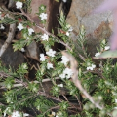 Leucopogon attenuatus (Small-leaved Beard Heath) at Booth, ACT - 19 Oct 2022 by RAllen