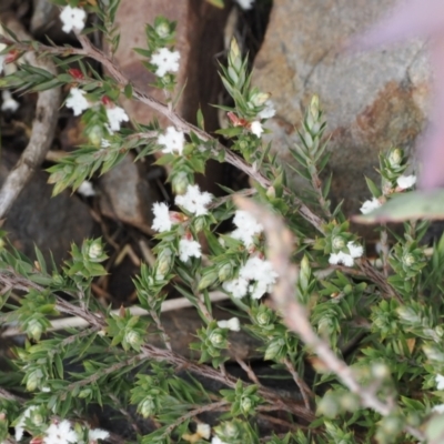 Styphelia attenuata (Small-leaved Beard Heath) at Booth, ACT - 19 Oct 2022 by RAllen