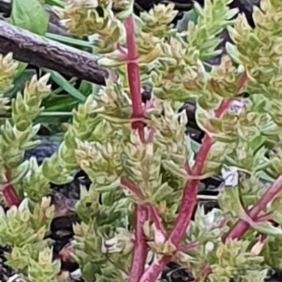 Crassula sieberiana (Austral Stonecrop) at Gundaroo, NSW - 17 Oct 2022 by Gunyijan