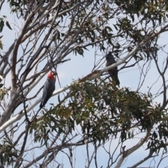 Callocephalon fimbriatum (Gang-gang Cockatoo) at Booth, ACT - 19 Oct 2022 by RAllen