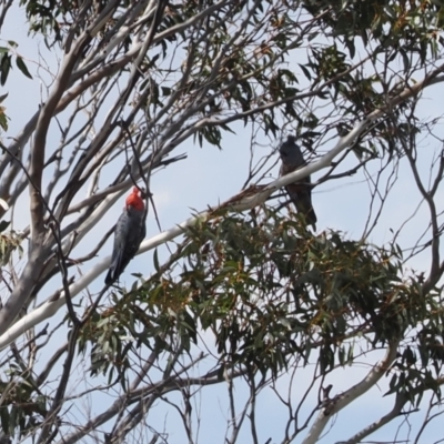 Callocephalon fimbriatum (Gang-gang Cockatoo) at Booth, ACT - 19 Oct 2022 by RAllen