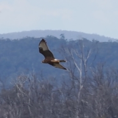 Circus approximans (Swamp Harrier) at Booth, ACT - 19 Oct 2022 by RAllen