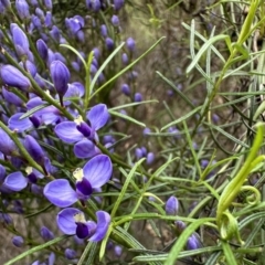 Comesperma volubile (Love Creeper) at Hackett, ACT - 30 Sep 2022 by Pirom