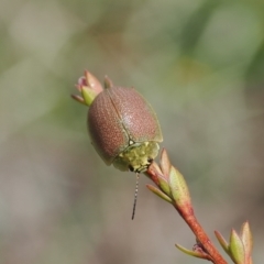 Paropsis porosa (A eucalyptus leaf beetle) at Booth, ACT - 19 Oct 2022 by RAllen