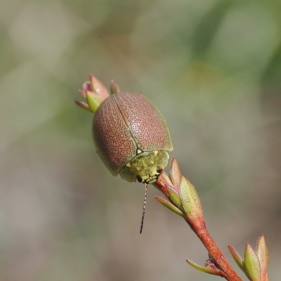 Paropsis porosa (A eucalyptus leaf beetle) at Booth, ACT - 19 Oct 2022 by RAllen