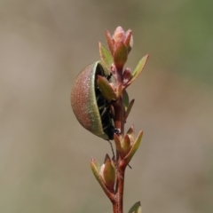 Paropsis porosa at Booth, ACT - 19 Oct 2022