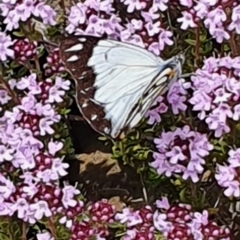 Belenois java at Gundaroo, NSW - 18 Oct 2022 12:23 PM