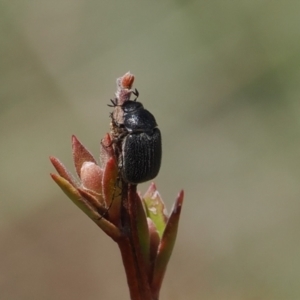 Melolonthinae sp. (subfamily) at Booth, ACT - 19 Oct 2022