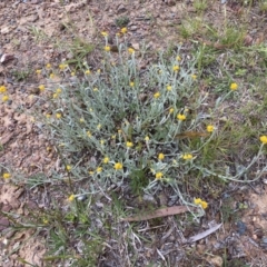 Chrysocephalum apiculatum (Common Everlasting) at Jerrabomberra, NSW - 20 Oct 2022 by Steve_Bok