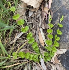 Lysimachia nummularia at Jerrabomberra, NSW - 20 Oct 2022 by SteveBorkowskis